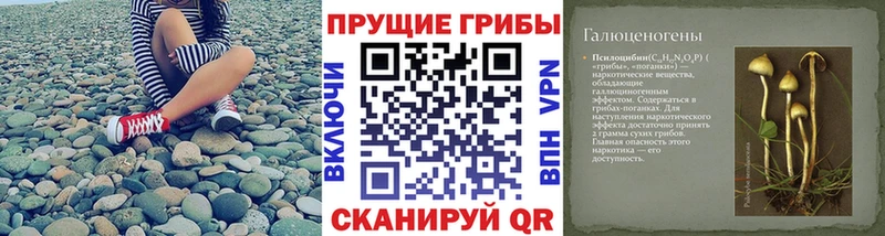Галлюциногенные грибы Psilocybe Нарткала