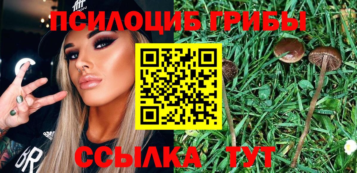Галлюциногенные грибы прущие грибы  наркотики  Нарткала  Вход с VPN  Псилоцибиновые грибы Psilocybine cubensis 